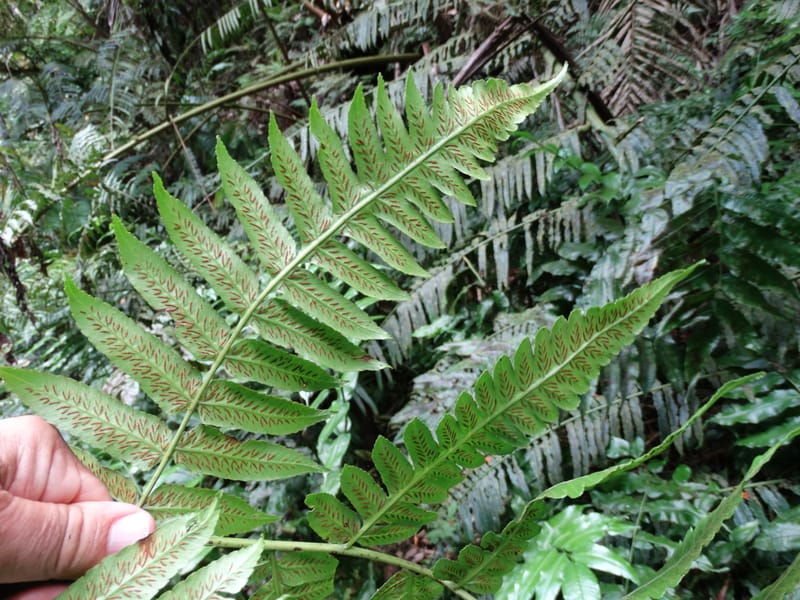 Diplaziopsis javanica, Munzinger, J 7402--New Caledonia. Haute Robinson. 11 Nov. 2015. DSC00909 (312).JPG