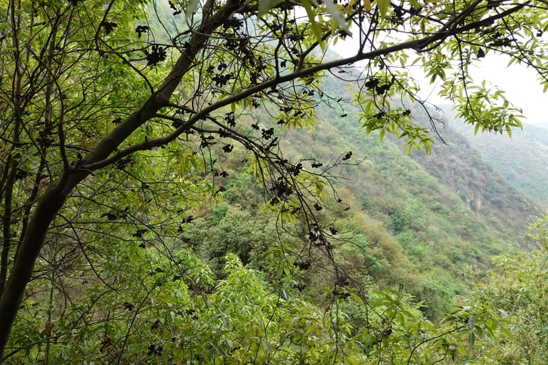 Delavaya toxocarpa, D. Boufford 44087--China. Yunnan. Xinshao Village. 28 Apr 2018. DSC00001 (65).JPG