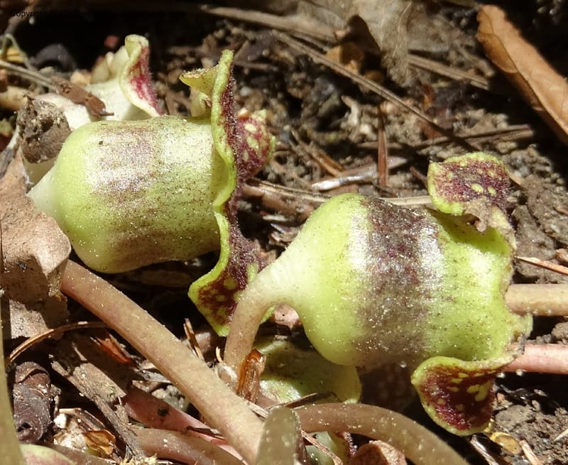 Asarum minus, Davidson, C 13010--Tennessee. Greene Co. Paint Rock, Paint Cr. 15 May 2016 (26).JPG