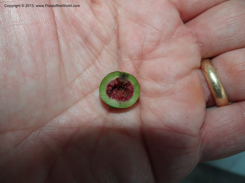 Ficus, S.98873--Malaysia, Sarawak. Kubah Nat. Park. 28 Mar 2012. DSC05973 (78).JPG