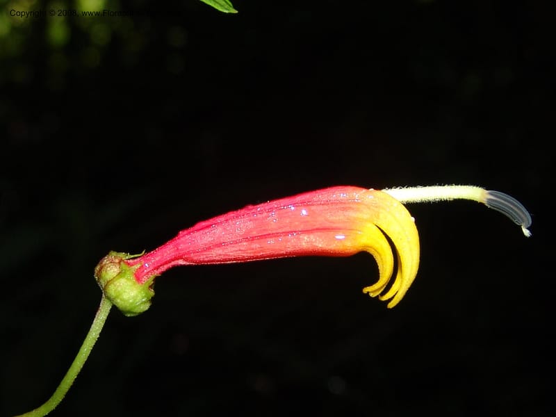Lobelia laxiflora, N. Martinez534--MX. Chiapas. Res. Biosf. El Triunfo. Sendero Cipresal. 9 Nov 04. 045.jpg