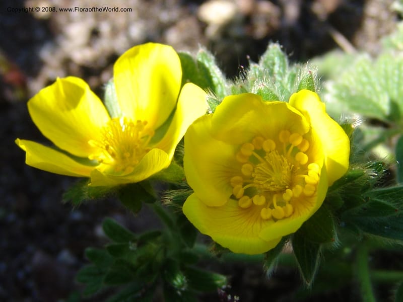 Potentilla megalantha--France. Nancy. Jard. Bot. Montet. 1 May 05. 127.jpg