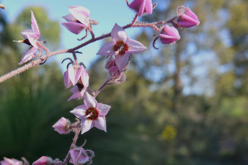 Lasiopetalum glutinosum subsp. latifolium, Davidson, C 13388--Australia. W.A. Calingiri Rd. 22 Oct 2016. DSC04023 (22).JPG