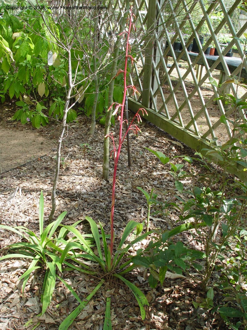 Beschorneria--TX. Humble. Mercer Garden. 20 Mch 04. 038.jpg