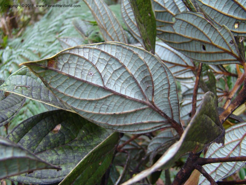 Cryptocarya, Munzinger, J 4851--New Caledonia,  Dogny, 19 Nov 2007, 97 (6).jpg