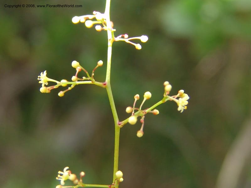 Rhus acocksii--So.Africa. E. Cape. Umtamvuna Nat. Res. 11 Mch 05. 446.jpg