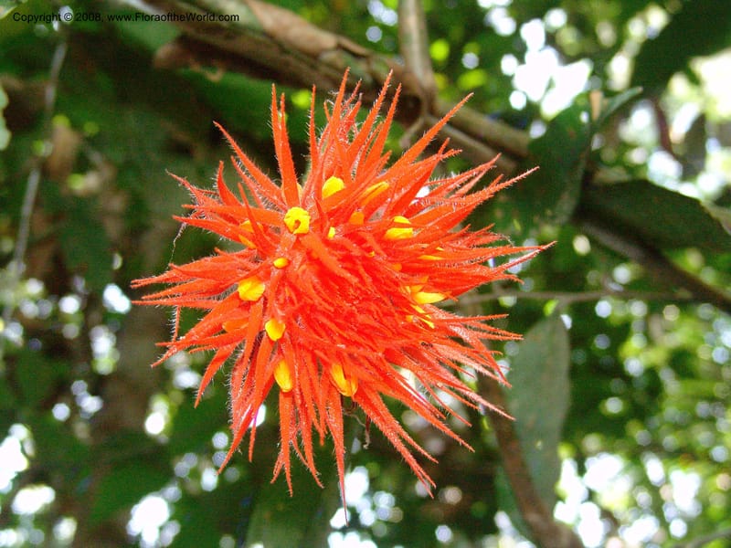 Gurania acuminata, AAraujoM3132--Bolivia. Pq. Nal. Madidi. Chalalan, Send. Jaguar. 25 Sep 06. 488.jpg