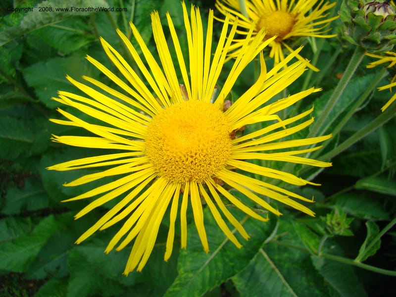 Inula magnifica--Slovenia. Ljubljana. University Botanical Garden. 7 Jul 08. 108.jpg