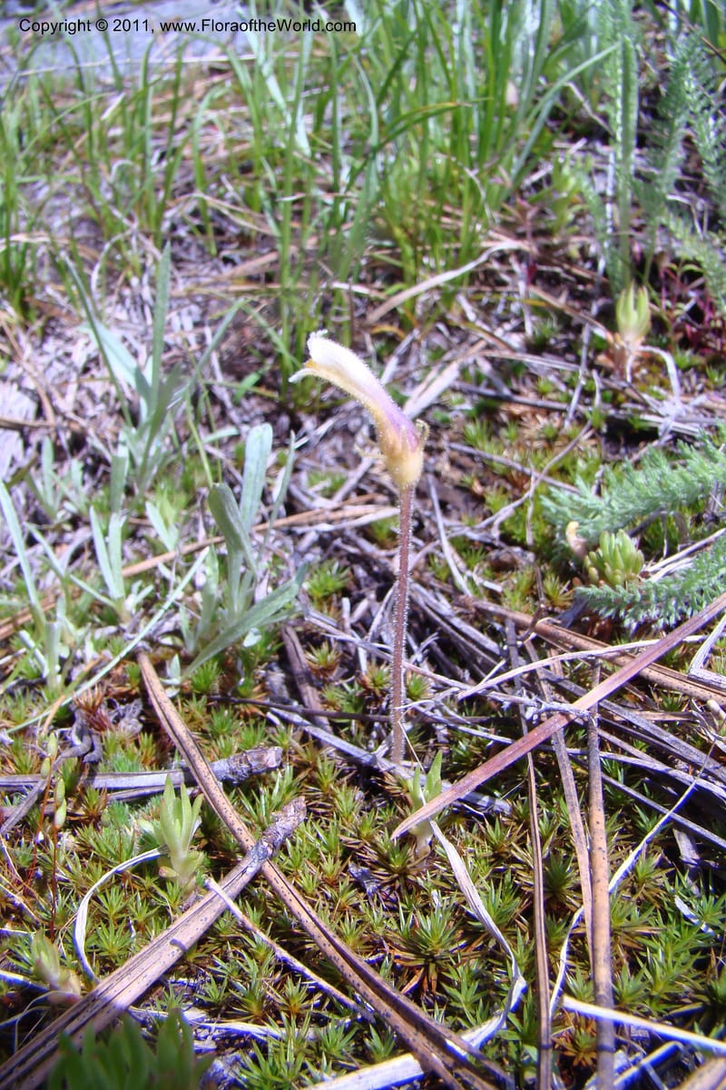 Orobanche uniflora, C. Davidson 11440--Idaho. Valley Co. Payette Lake. Sylvan Beach. 7 June 2009. 084.jpg