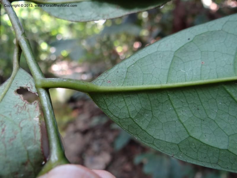 Anaxagorea, VC 5656--Thailand. Trang. Khao Baan Thad. 17 Nov 2012. DSC00079 (58).JPG