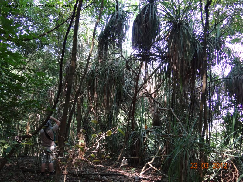 Pandanus odorifer, Not collected--Singapore, Pulau Ubin, 23 Mar 2012  DSC04352 (2).JPG