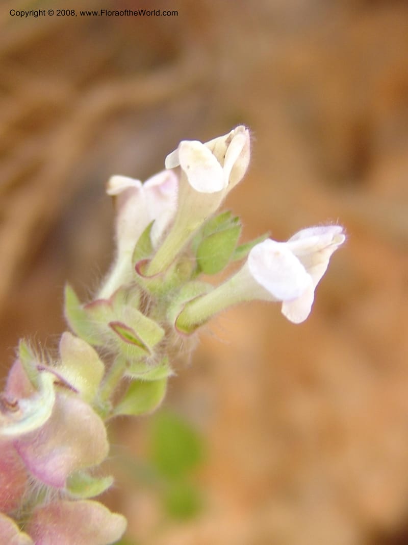Scutellaria sieberi--Crete. Ep. Kydonia. Akrotiri. Trail Gouvernetos . 23 May 05. 069.jpg