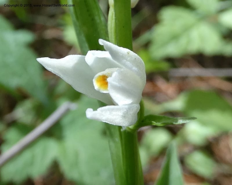 Cephalanthera longifolia, Boufford, D 43592--China. Sichuan. Tudiling Tunnel. 6 May 2014. DSC03860 (85).JPG