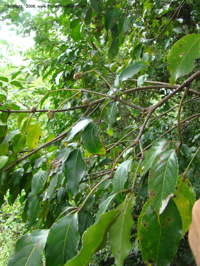 Turpinia occidentalis, NMartinezM2410--MX. Chiapas. Cta. Guapilla-Tapalapa. 13 Sep 08. 181.jpg