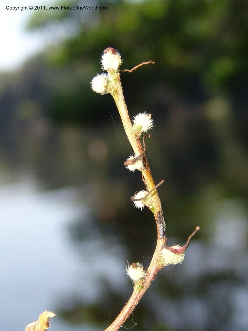 Alchornea glandulosa, A Araujo M 3151--Bolivia.  Pq. Nal. Madidi. Laguna Chalalan. 26 Sep 06. 182 (10).jpg