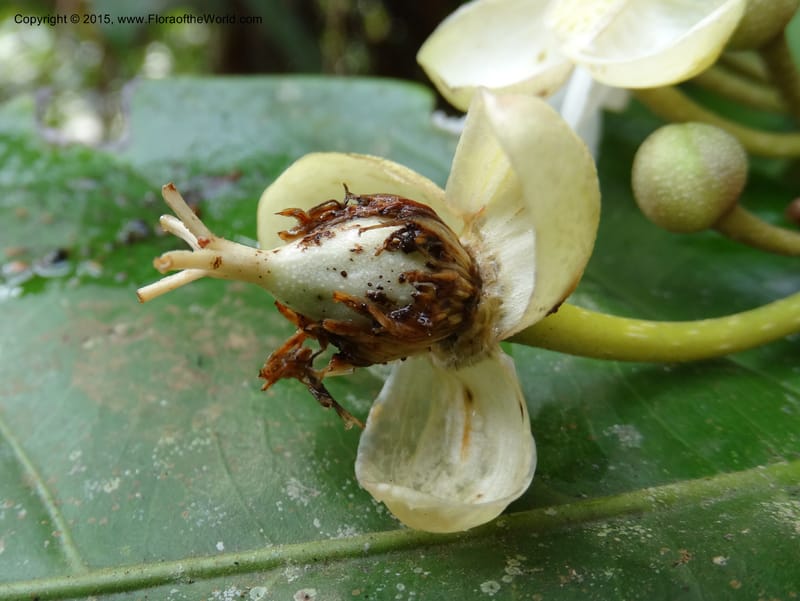 Oncoba, Davidson, C 12336B--Cameroon. Mokoko For. Res. 20 Mar 2014. DSC02622 (10).JPG
