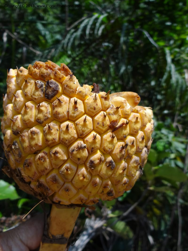 Pandanus kamiae, Callmander, M 1021--Sabah. Klias Forest Reserve. 3 Apr 2012. DSC06489 (90).JPG