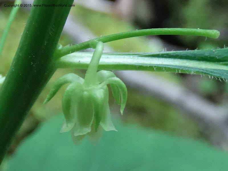 Hybanthus concolor, Davidson, C 13021--North Carolina. Haywood Co. Pigeon R. 16 May 2015. DSC05923 (29).JPG