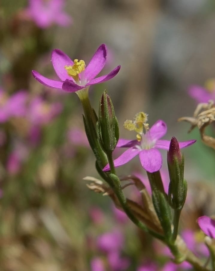 Centaurium pulchellum, Fortunato 13214--Argentina. Pedernal, Hwy 153. 10 Feb 2018. DSC00169 (50).JPG