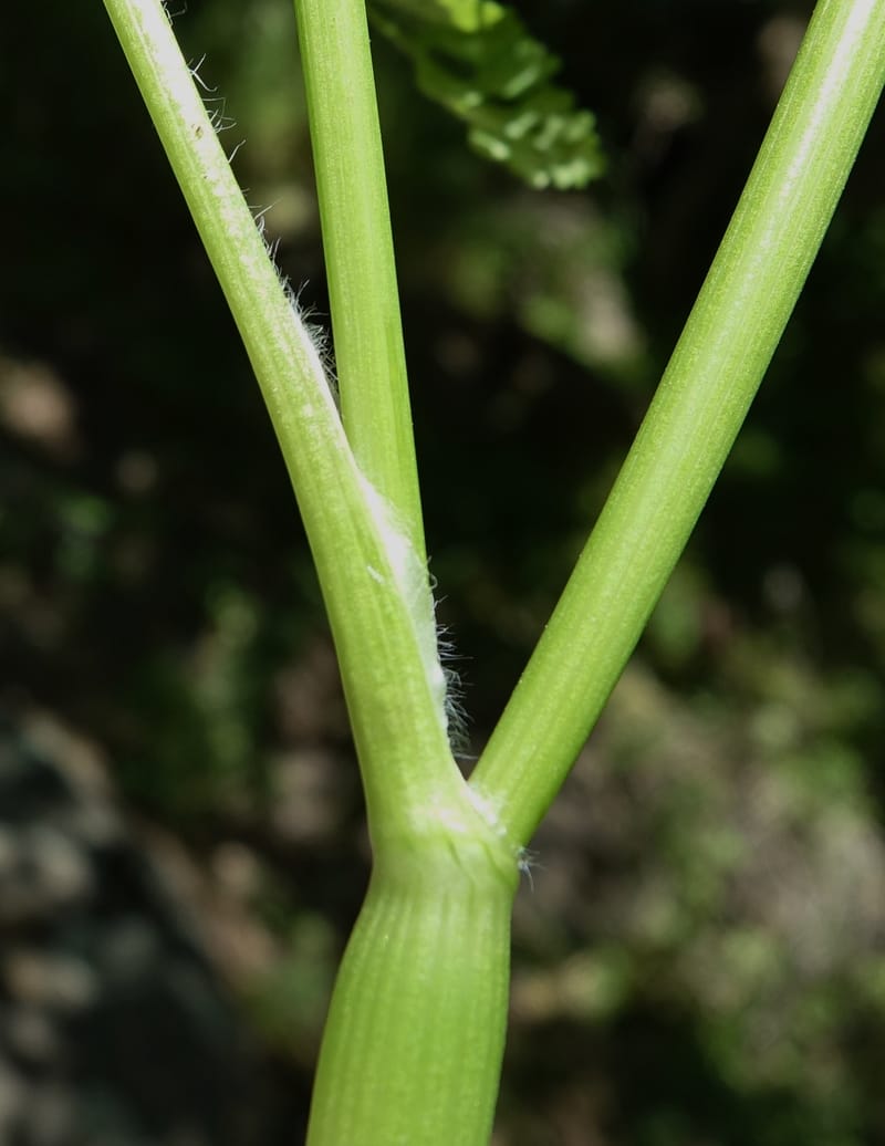 Anthriscus caucalis, C. Davidson 13580--ID. Idaho Co. Salmon R. Rd. E of Riggins. 24 May 2017. DSC00708. JPG (160).JPG