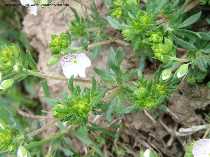 Veronica chamaedrys--Georgia. Kazbeki . Trail-road to Sameba Church. 2 Jun 05. 119.jpg