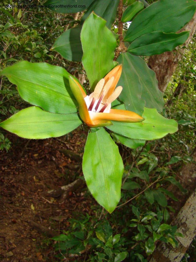 Freycinetia, JMunzinger4869--New Caledonia. Plateau de Dogny. 19 Nov 07. 534.jpg