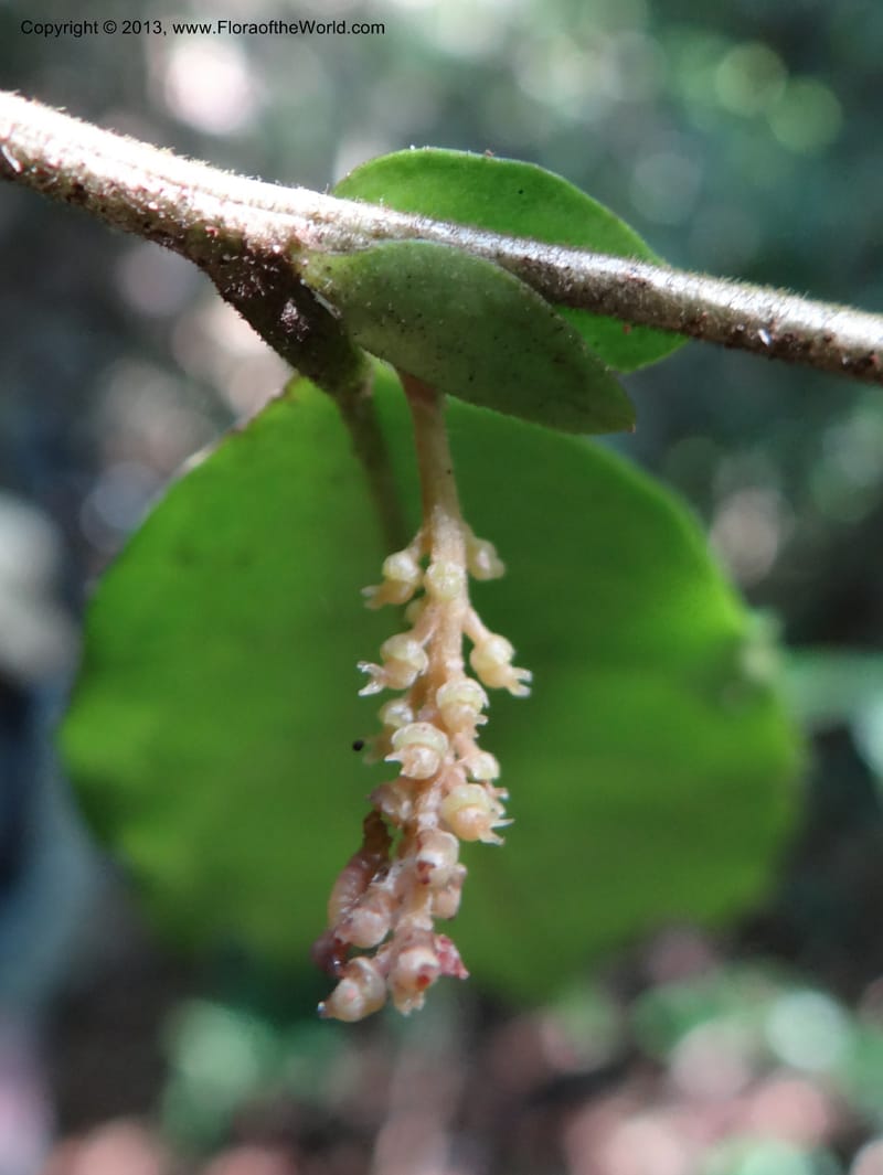 Antidesma, VC 5594--Thailand. Ranong Prov. Klong Naka Wildlife Sanctuary. 14 Nov 2012. DSC09055 (91).JPG