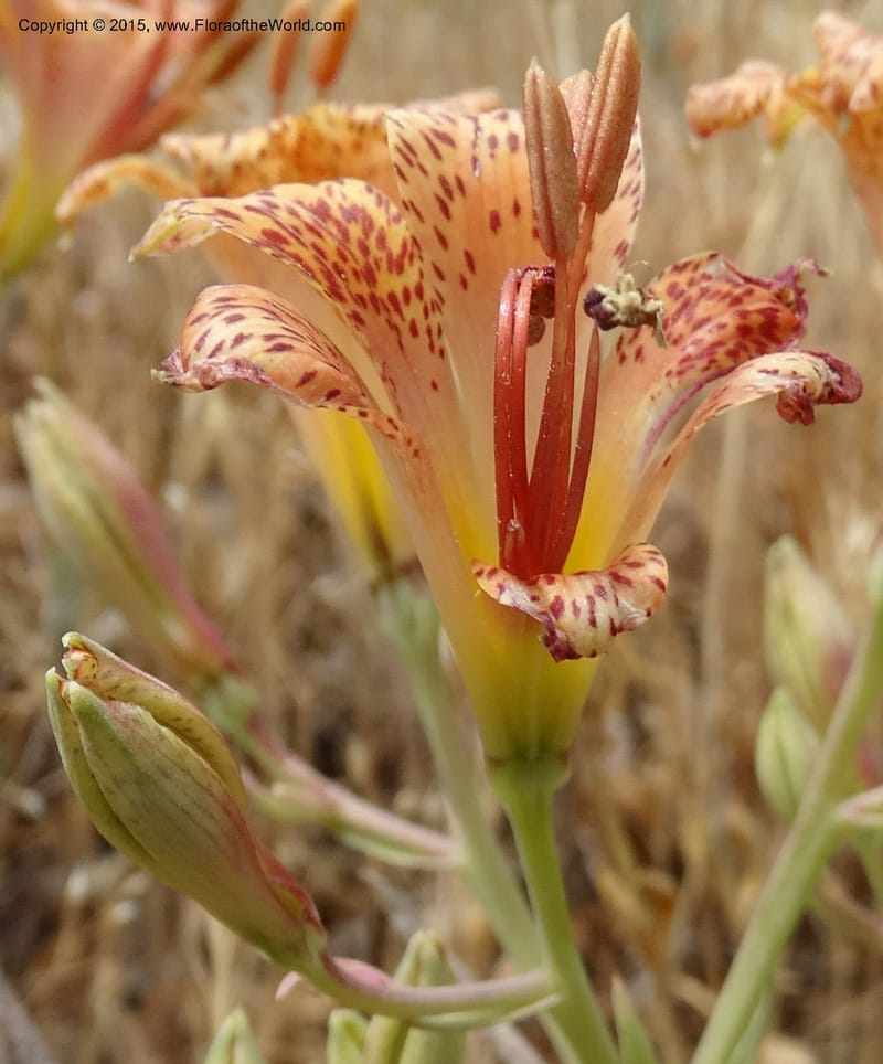 Alstroemeria versicolor, Davidson, C 12826--Chile. Ruta J-55 east of Talca. 27 Nov 2014. DSC08682 (140).JPG
