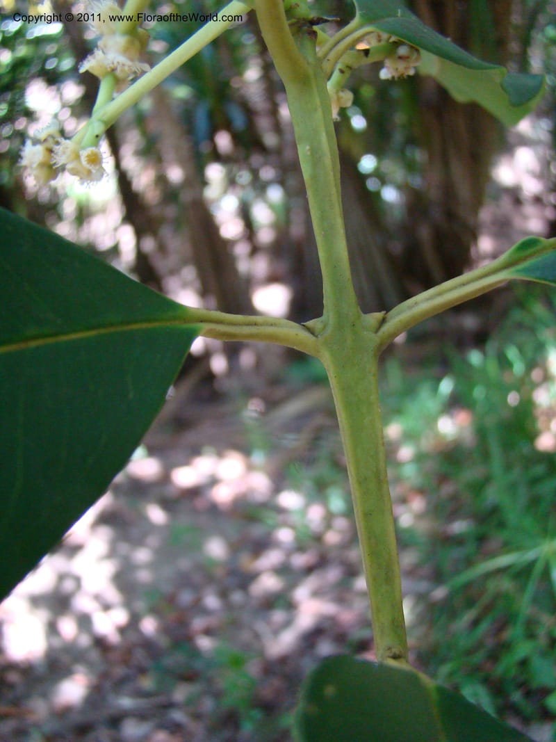 Syzygium,  Munzinger, J 4758--New Caledonia, Prov N, Les Trois Creeks,  13 Nov 2007, 065 (3).jpg