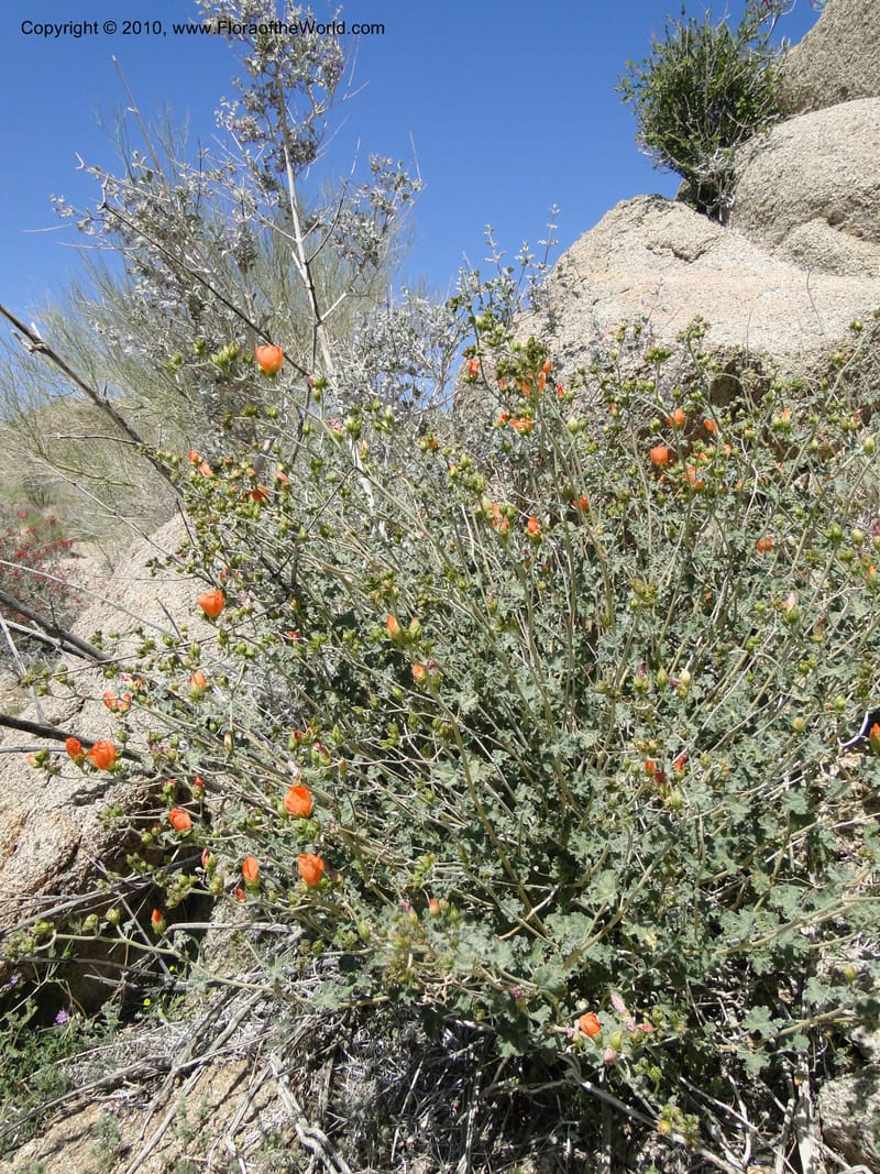 Sphaeralcea ambigua var. rosacea, C. Davidson 11661--California. Riverside Co. 1 April 2010. 234 (1).jpg