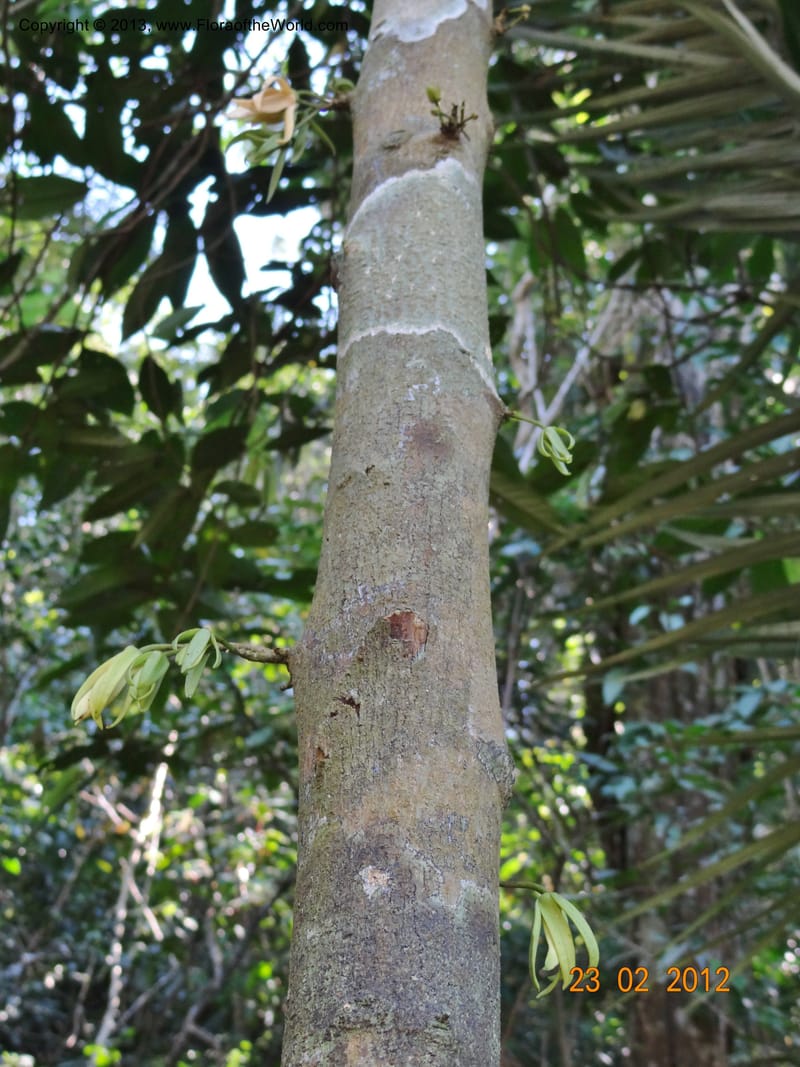 Xylopia sp. unk., Espinosa-Jimenez, J. A 1174--Mexico, Chiapas,Biosfera  El Ocote  23 Feb 2012  3938 (14).JPG