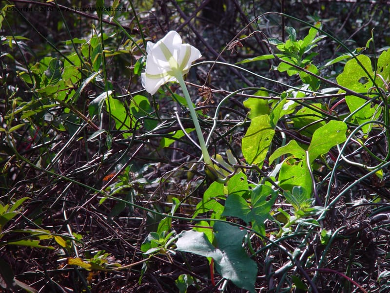 Ipomoea alba--FL. Collier Co. Corkscrew Swamp Sanctuary. 12 Jan 03. 077.jpg