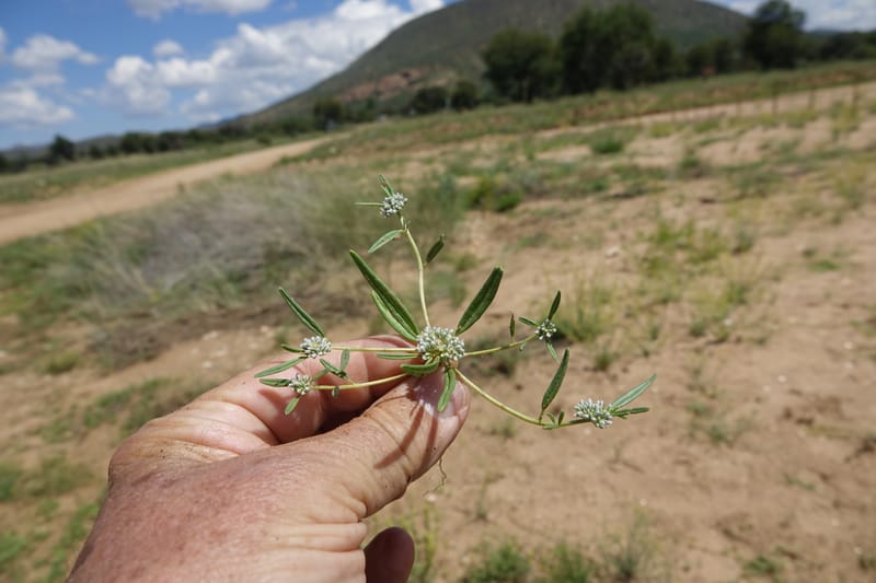 Limeum argute-carinatum, L. Nanyeni 1154--Namibia. B1 to Rehoboth, Frankie Fredricks St. 15 Mar 2018. DSC00565 (313).JPG