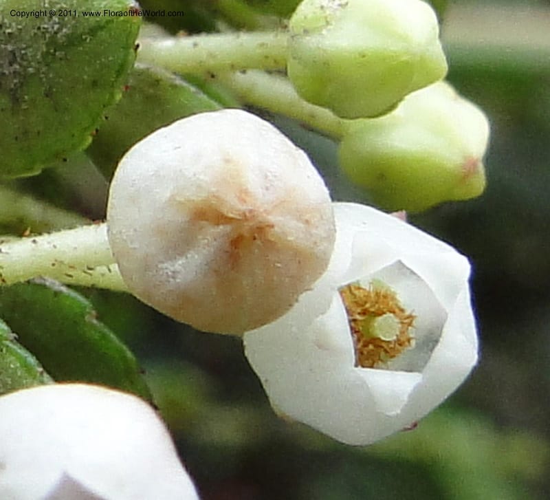 Pernettya prostrata, Ulloa 1981--Ecuador. Napo. Papallacta to Baeza. 1 Jun 2011. 122 (13).jpg
