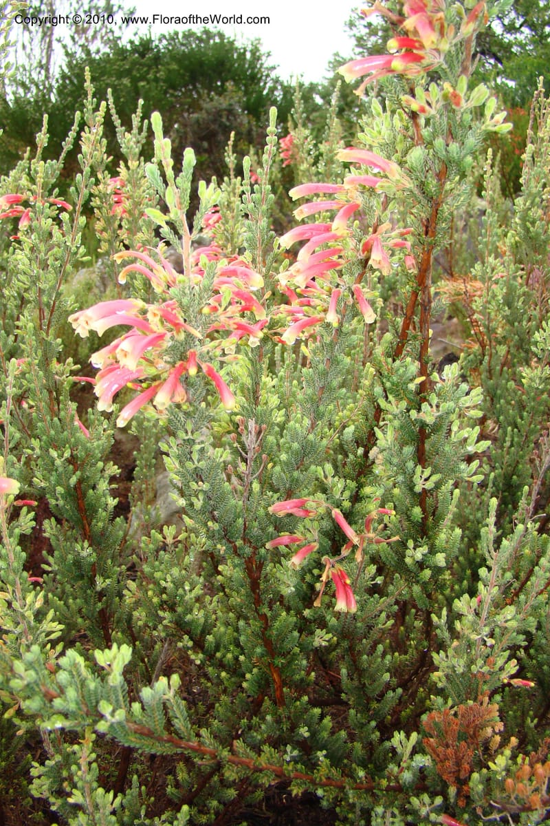 Erica diaphana, 348.04--South Africa. Kirstenbosch Bot. Gard. 21 Aug 09. 059 (3).jpg