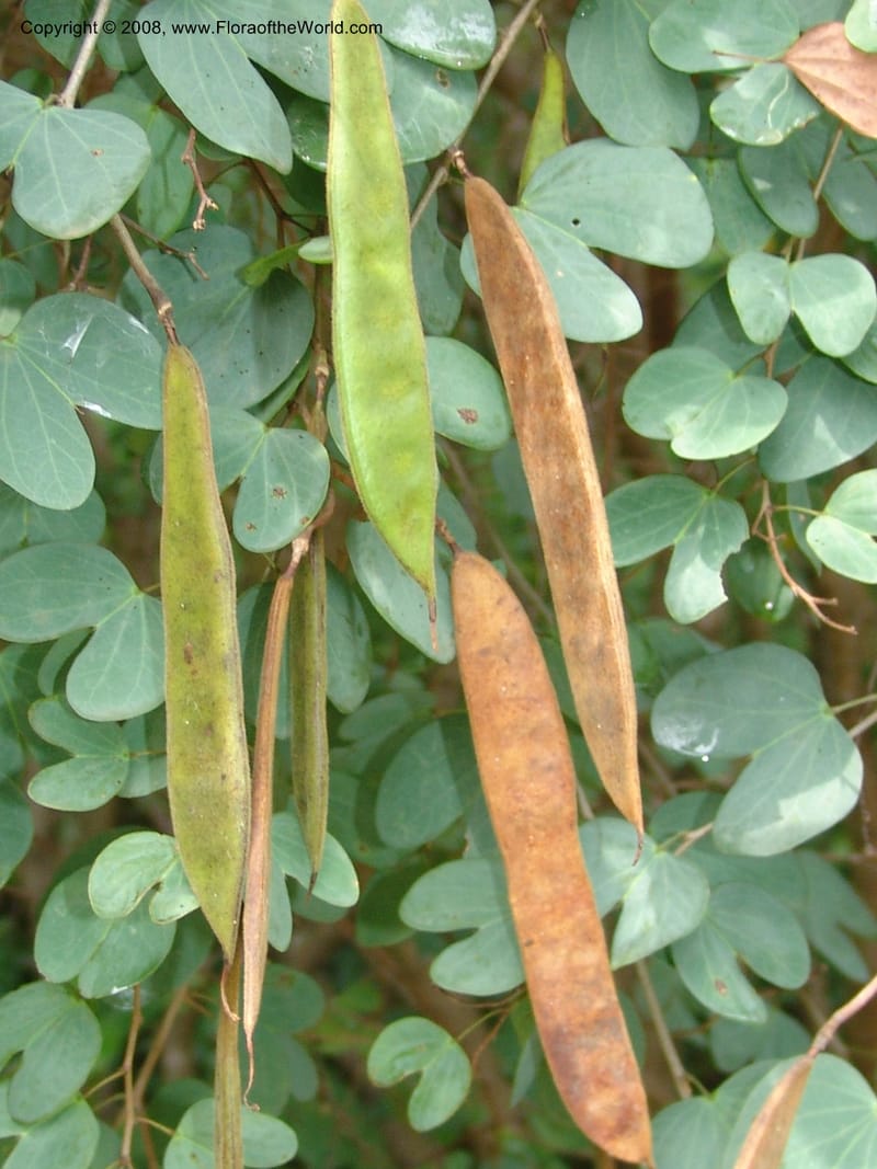 Bauhinia tomentosa--So. Africa. Lowveld Nat. Bot. Gard. 14 Mch 05. 248.jpg