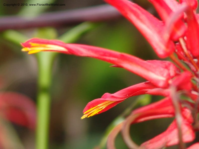 Pitcairnia, Croat 96010--Ecuador. Edo. Pichincha. Ca 11 km, La Union-Chiriboga. 14 Mar 06. 111 (7).jpg