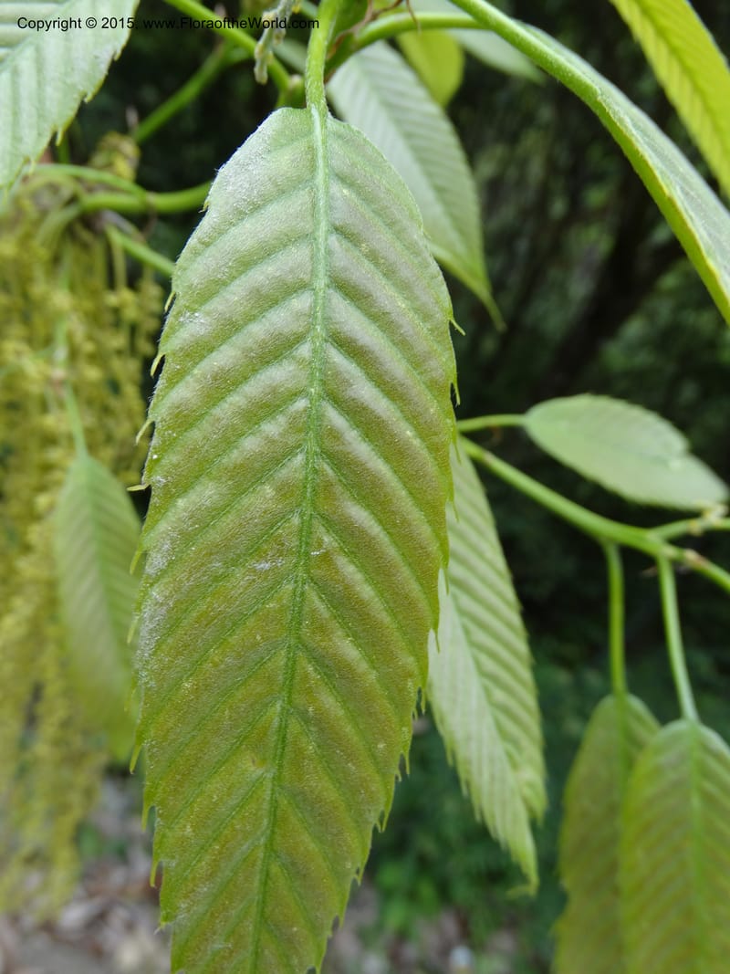 Quercus, Boufford, D 43691--China. Sichuan. LongDongZhen on Rd. to LeiYuan Shan. 13 May 2014. DSC05860 (136).JPG