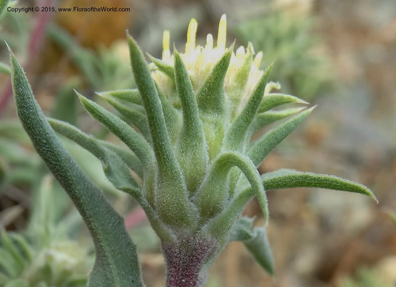 Pyrrocoma, Davidson, C 12630--ID. Idaho Co. Seven Devils Campground. 11 Aug 2014. DSC00412 (34).JPG