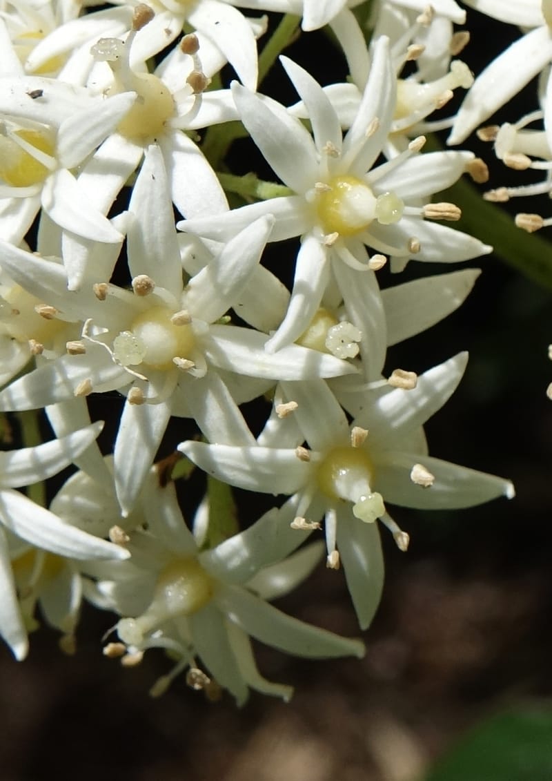 Cuttsia viburnea, Davidson, C 13348--Australia. Qld. Austinville Rd. Stop 4. 17 Oct 2016. DSC02986 (37).JPG