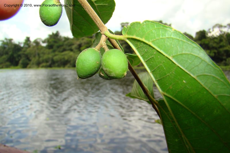 Celtis iguanaea, R. Vasquez 34860--Peru. Loreto. Dto. Parinari. HuishtoCocha. R. Samiria. 13 Nov 08. 481 (8).jpg