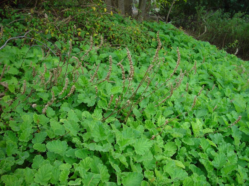 Francoa appendiculata, 83.1525--CA. UC Berkeley Bot. Gard. 11 Feb 03. 012.jpg