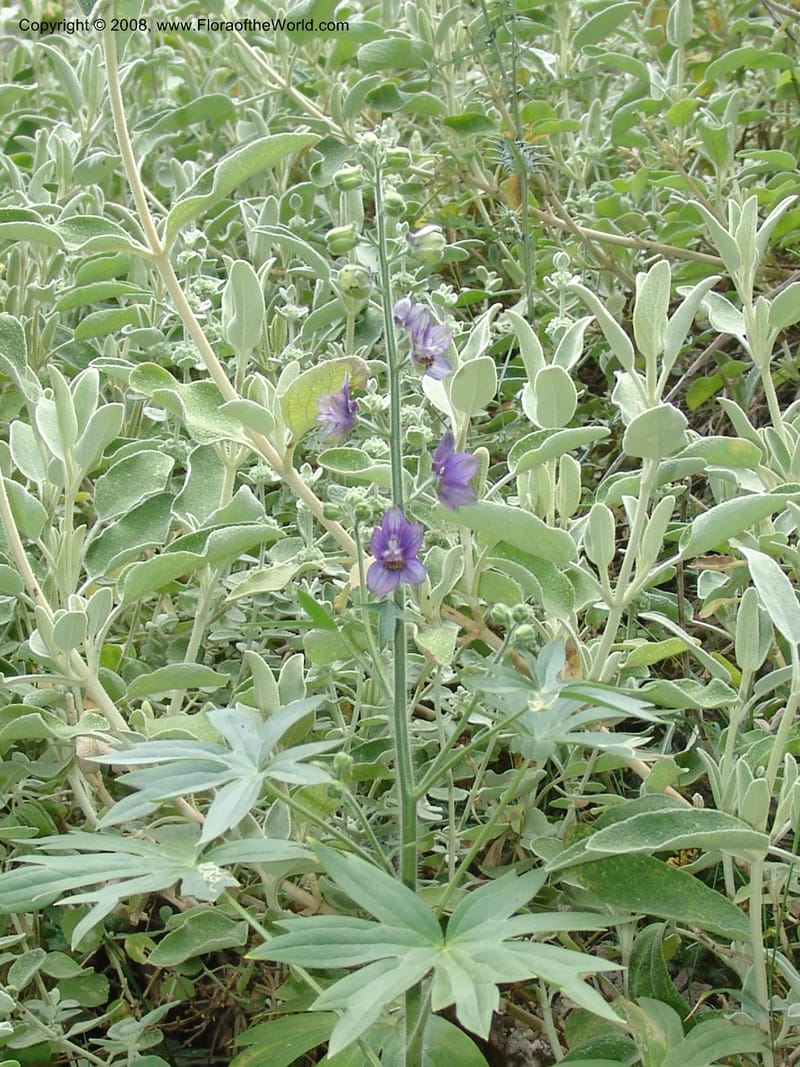 Delphinium staphisagria--Crete. Ep. Kisamos. Sirikari Gorge. 25 May 05. 209.jpg