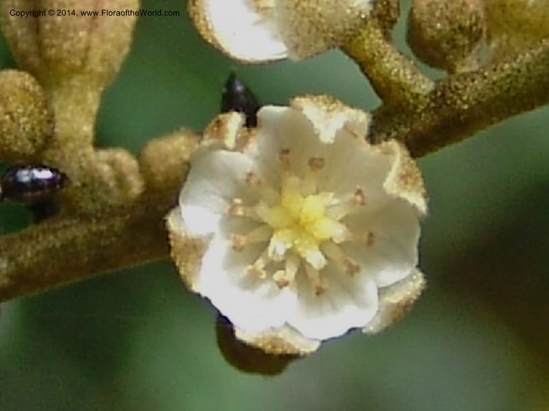 Cnestis, Leal, M 1172--Gabon. Prv. Ogooue-Iv. Res. Lope. Fougere Brulee. 19 Apr 06. 230 (3).jpg