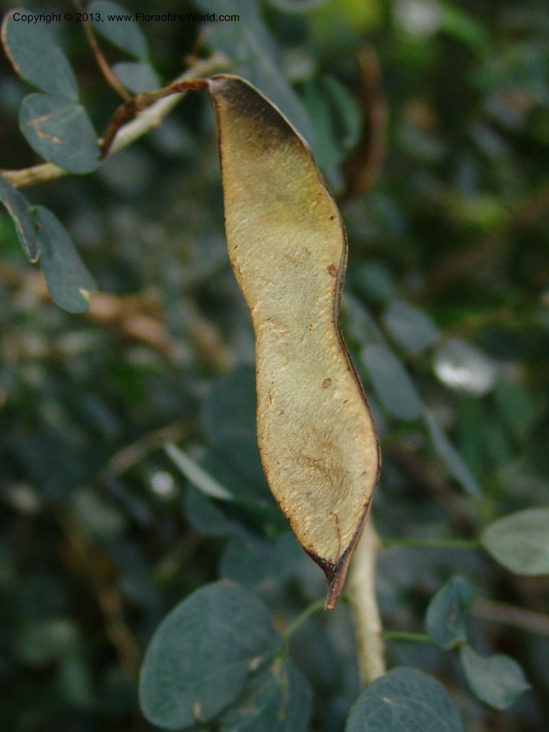 Bauhinia natalensis--So.Africa. Lowveld Nat. Bot. Gard. 14 Mch 05. 287.jpg