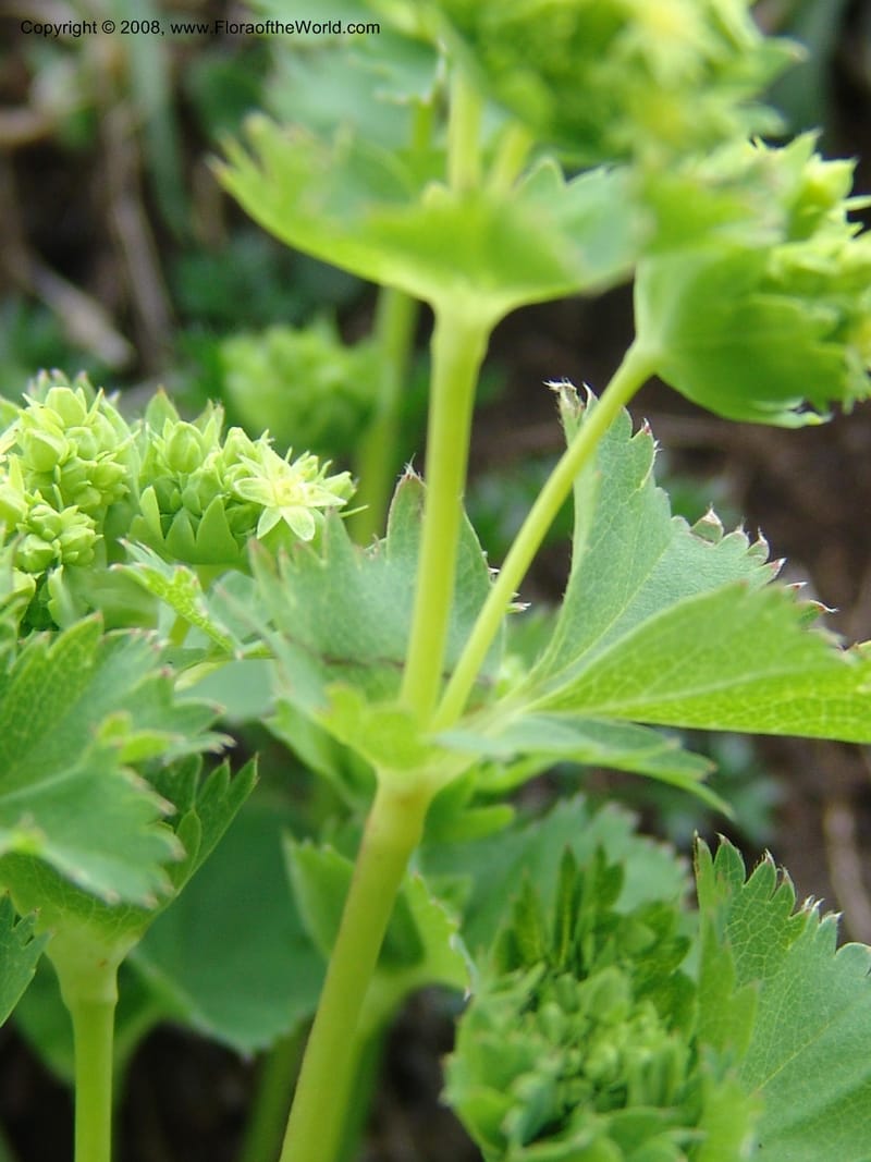 Alchemilla--Georgia. Kazbeki . Trail-road to Sameba Church. 2 Jun 05. 424.jpg