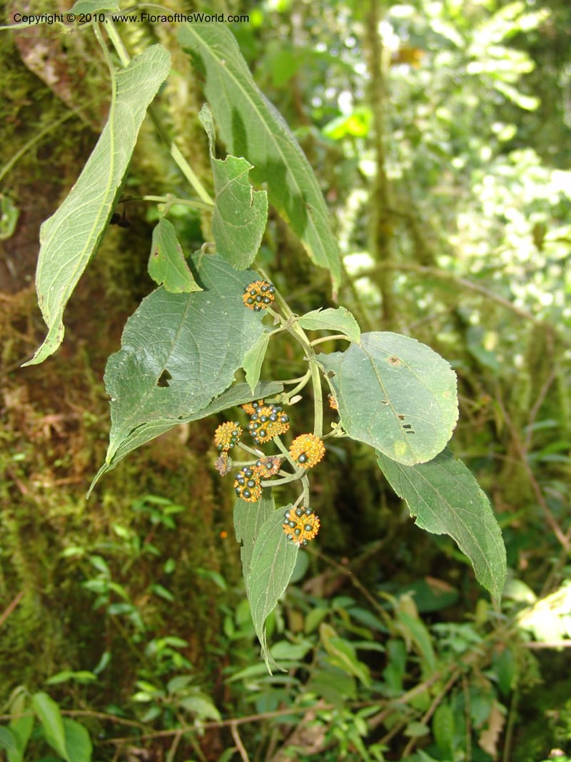 Tilesia baccata, Croat 95818--Ecuador. Maquipucuna Biol. Res. Send. Princip. 12 Mar 06. 259 (1).jpg