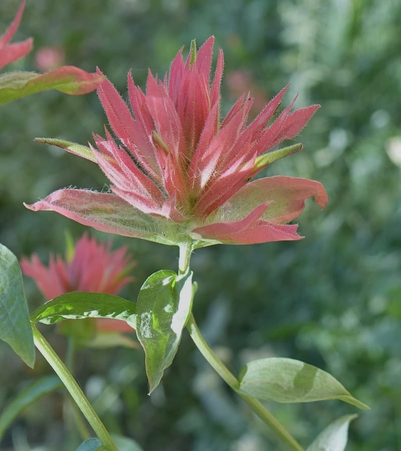 Castilleja miniata, C. Davidson 13730--ID. Boise Co. Robie Creek Rd. 21 July 2017. DSC03548 (62).JPG