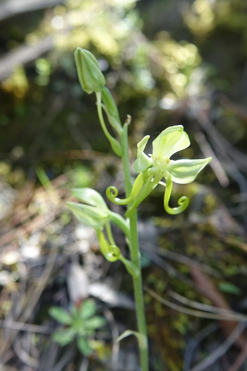 Habenaria, not collected--China. Sichuan. Yibailingba-gou. 12 Aug 2017. DSC04660 (352).JPG