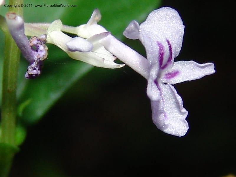 Plectranthus, ROR1600--Madag. Parc Nat. Montagne d'Ambre. 11 Nov 06. 401.jpg
